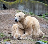 Ours du zoo de Blijdorp
