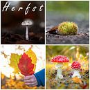 Der Herbst! von Justin Sinner Pictures ( Fotograaf op Texel) Miniaturansicht