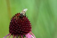 Eine Biene sucht nach Pollen auf einer Blume von Ulrike Leone Miniaturansicht