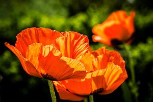 Mohnblume