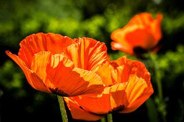 Poppy flower by Dieter Walther