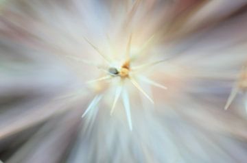 Allium/Sierui macrofotografie bloemen by Watze D. de Haan