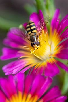 Hoverfly on flower by Enna Butte