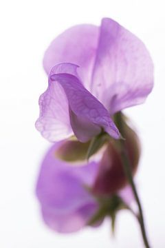 Lathyrus/Sweet pea by Siska Heus