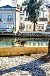 My Wings Are So Beautiful by Tom Kostes Photography