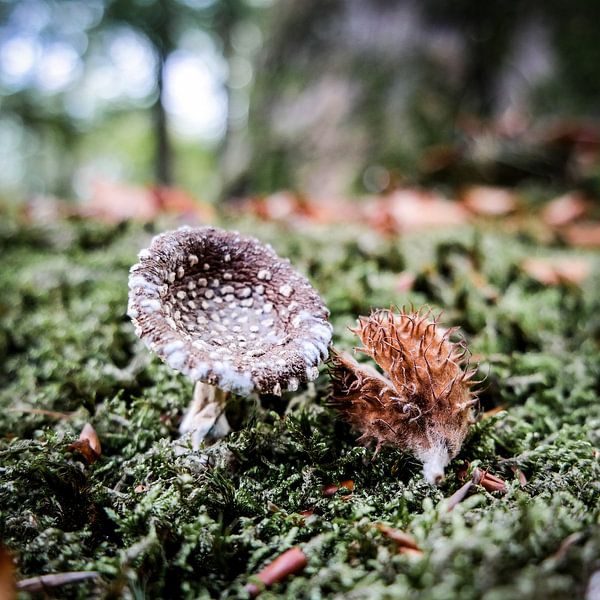 Miniatuur momentje van Danny van Schijndel