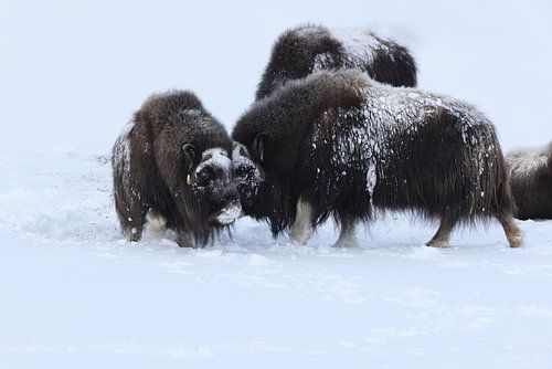 Bœufs musqués en hiver Parc national de Dovre Norvège