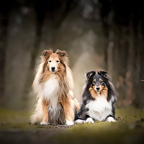 2 Sheltie's dans la forêt