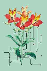 Orangefarbene Lilien mit grafischem Touch von Fineline