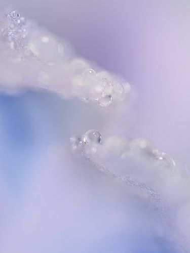 Pastel abstrait : Gouttes sur une fleur sur Marjolijn van den Berg