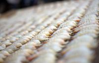Shrimps