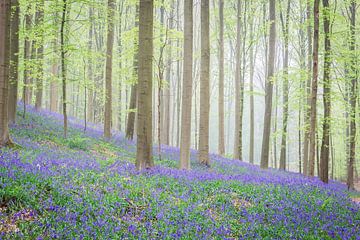 Blooming bluebell flowers in a beech tree forest foggy a sunny s by Sjoerd van der Wal Photography