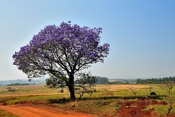 Bloeiende Jacarandaboom Zuid Afrika van Truus Hagen