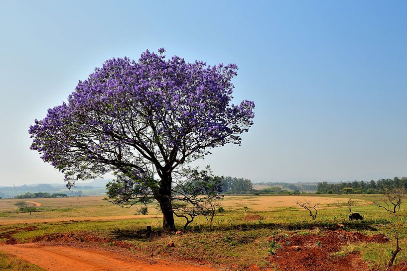 Blühender Jacaranda-Baum Südafrika von Truus Hagen