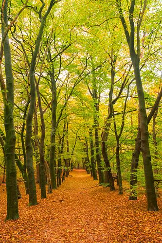 Pad door een beukenbos tijdens de herfst op de Veluwezoom