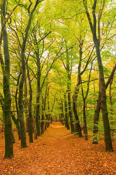 Path through a beech tree forest during autumn in the Veluwezoom by Sjoerd van der Wal Photography