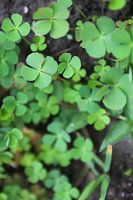 Small plant