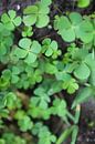 Small plant by Martijn Stoppels thumbnail