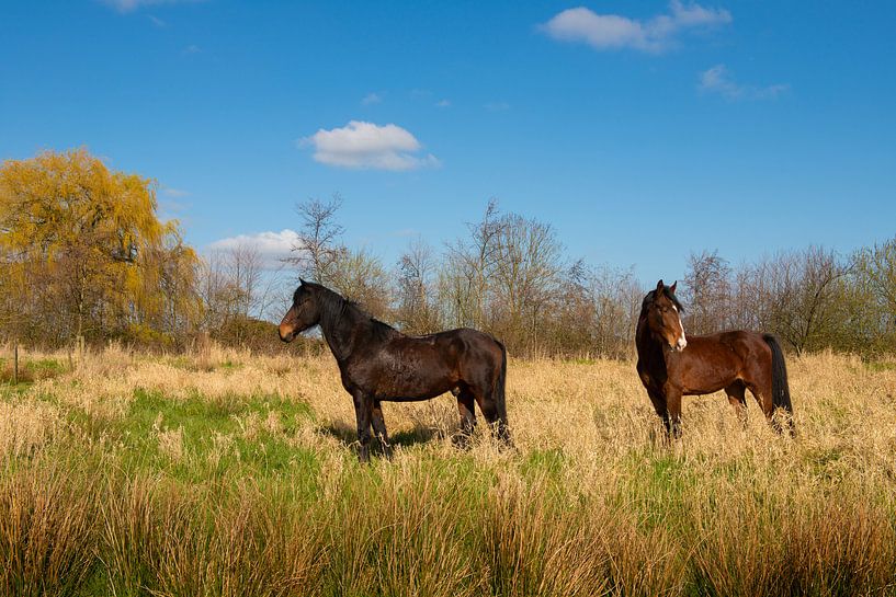 Des chevaux au soleil par Brian Morgan
