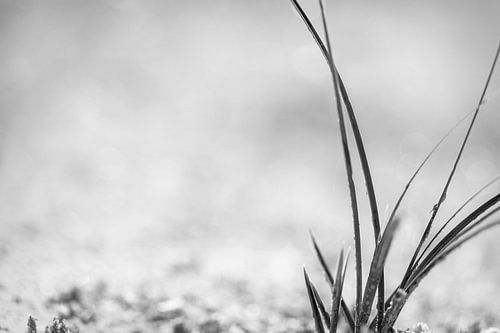Gras in zwart-wit