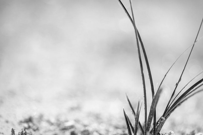 Gras in zwart-wit van Miranda van Hulst