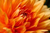 Close up bloem van Thijs Schouten thumbnail