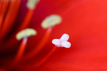 Amaryllis rouge sur Kok and Kok