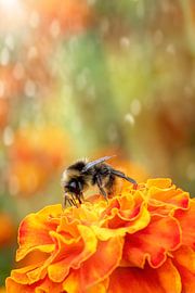 abeille travailleuse sur Ribbi