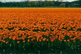 Orangenes Tulpenfeld, Noordwijk