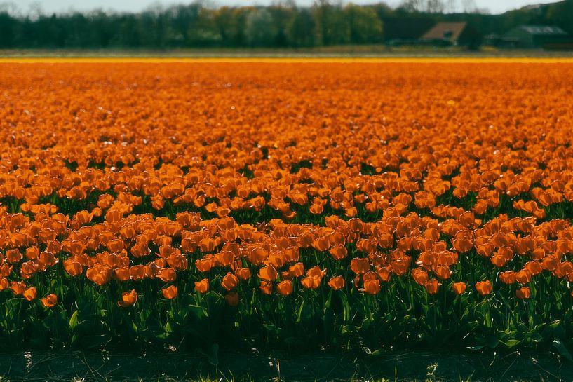 Orange tulip field, Noordwijk by Yanuschka | Fotografie Noordwijk