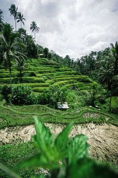 Rizières vertes Bali sur road to aloha