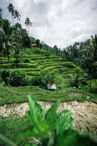 Groene rijstvelden Bali van road to aloha