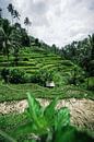 Groene rijstvelden Bali van road to aloha thumbnail