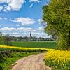Rapeseed fields in South Limburg by John Kreukniet