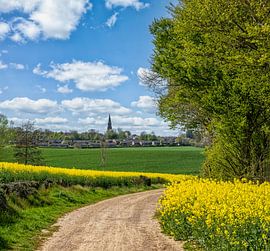Rapeseed fields in South Limburg by John Kreukniet