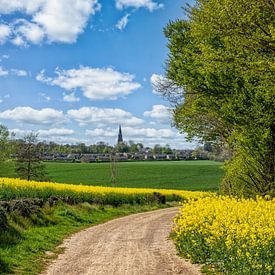 Champs de colza dans le Limbourg méridional sur John Kreukniet