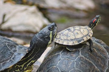 Schildpadden met hun hoofd omhoog van Steph auf Tour