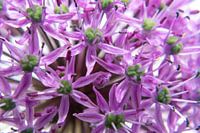 Purple flower
