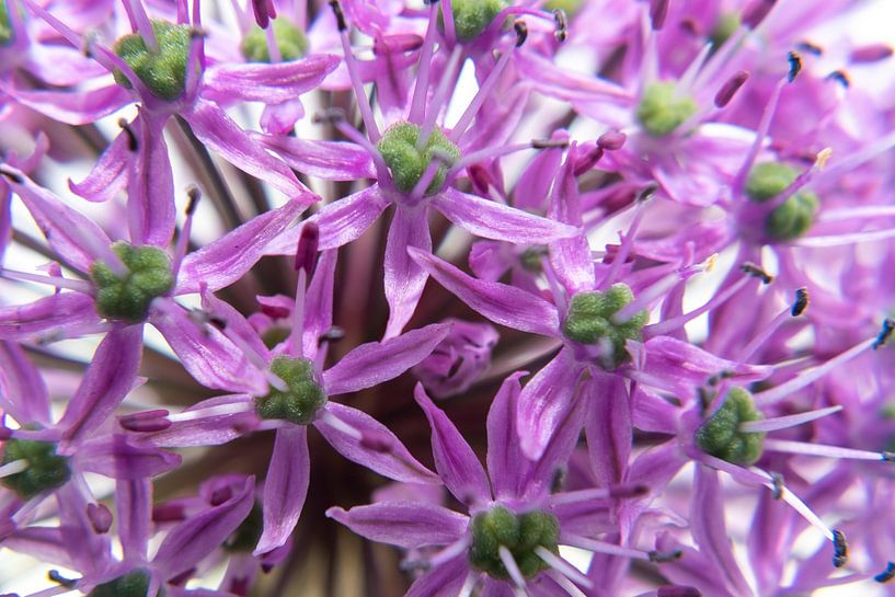 Close up Paarse bloem van Noud de Greef