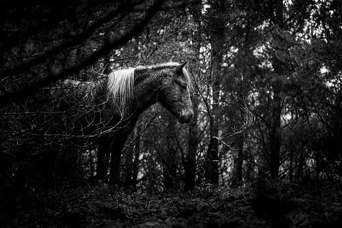 Paard Verstild in een Mysterieus Bos in Zwart-Wit