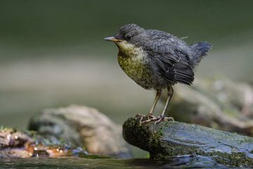 Waterspreeuw ( Cinclus cinclus ), net een klein kuiken dat op een steen in de rivierbedding zit, wil