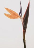 Fleur vibrante