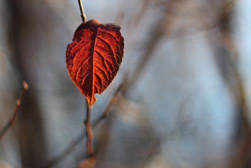 La feuille rouge