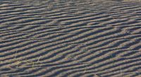 Ribbing in the sand of the Amsterdam Water Supply Dunes