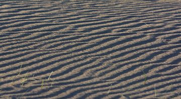 Riffelung im Sand der Amsterdamer Wasserversorgungsdünen von Bianca Fortuin