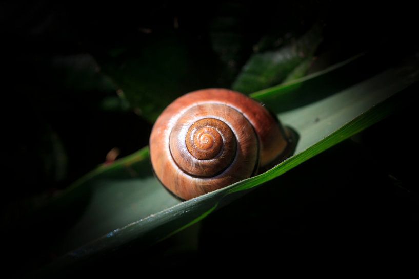 Elegant by Thomas Jäger