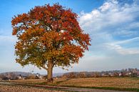 Alter Apfelbaum am Wegesrand im Herbst von Uwe Ulrich Grün Miniaturansicht