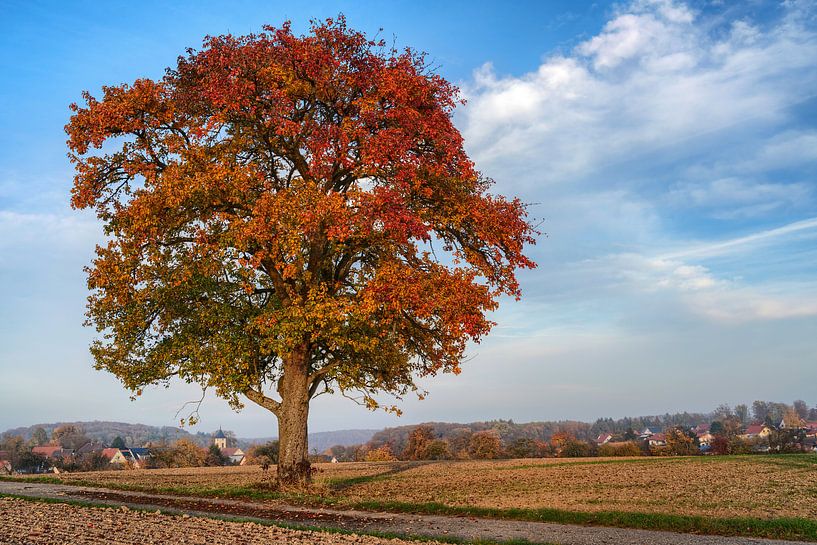 Alter Apfelbaum am Wegesrand im Herbst von Uwe Ulrich Grün