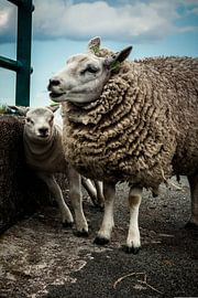 Schaf (Lamm) von Niels Heijne