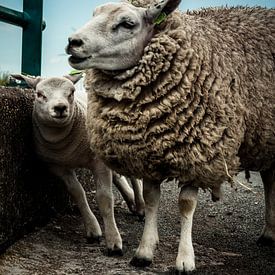 Schaf (Lamm) von Niels Heijne